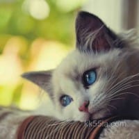 Avatar Liễu Thùy My